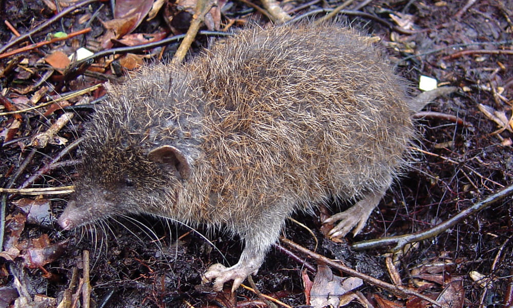 Podogymnura intermedia, eine neu entdeckte Philippinen-Rattenigel-Art