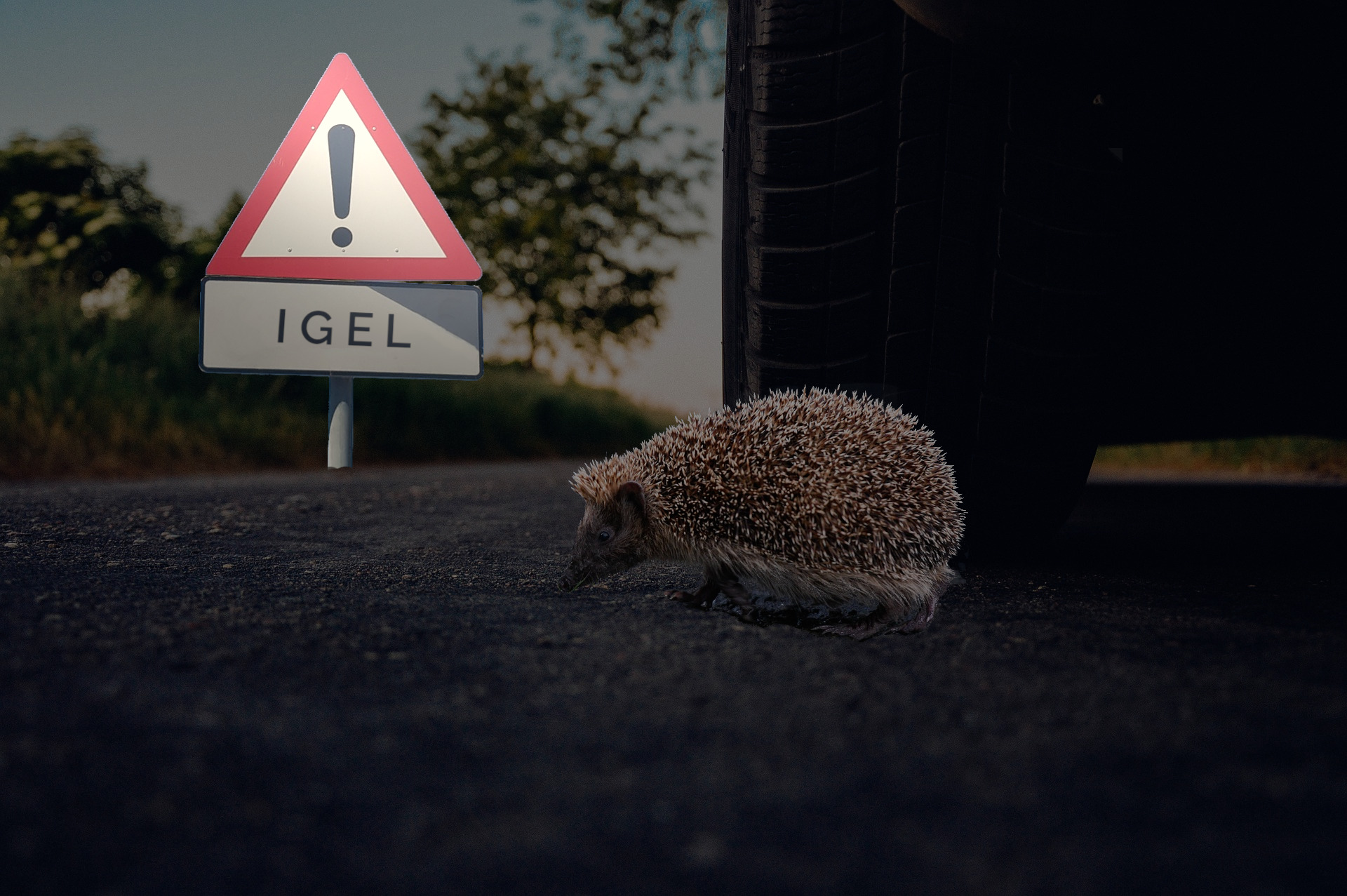 Igel auf Straße vor Autoreifen